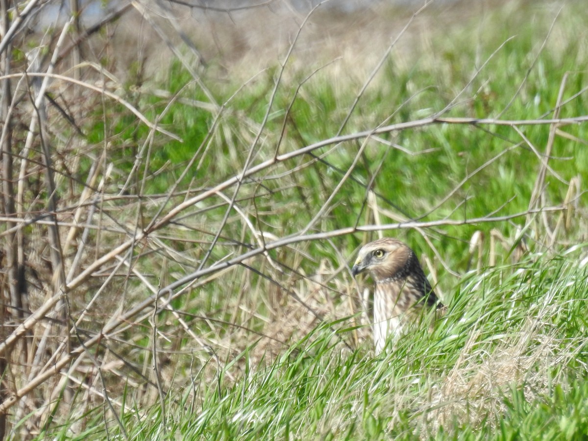 Northern Harrier - ML632269975