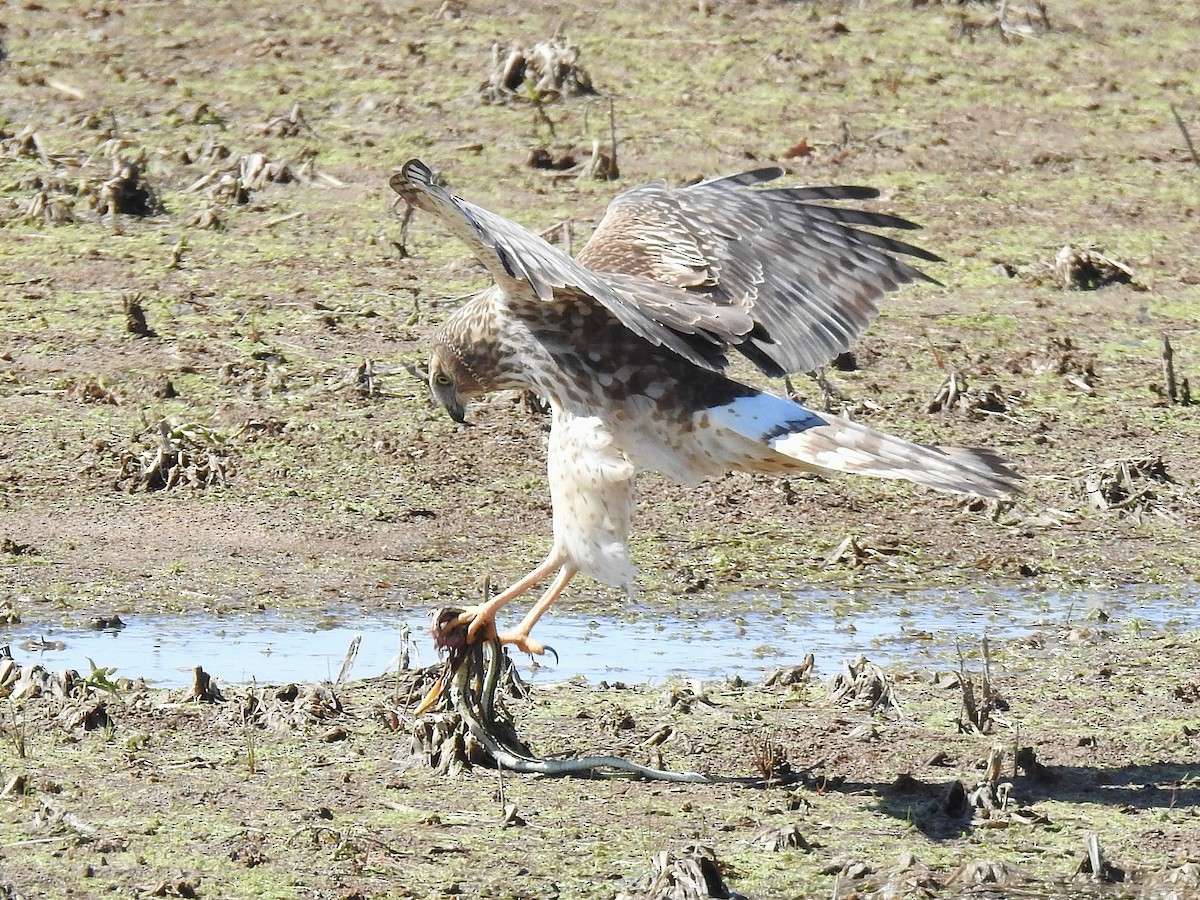 Northern Harrier - ML632269976