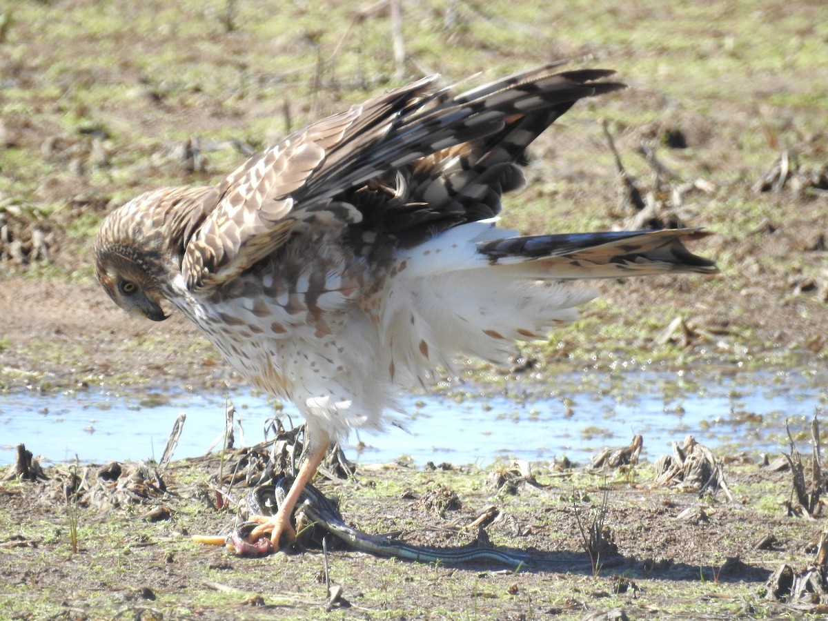 Northern Harrier - ML632269978