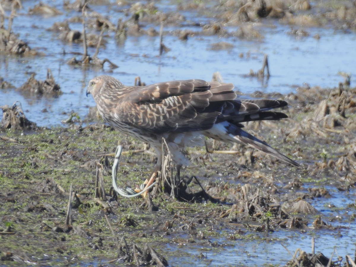 Northern Harrier - ML632269979