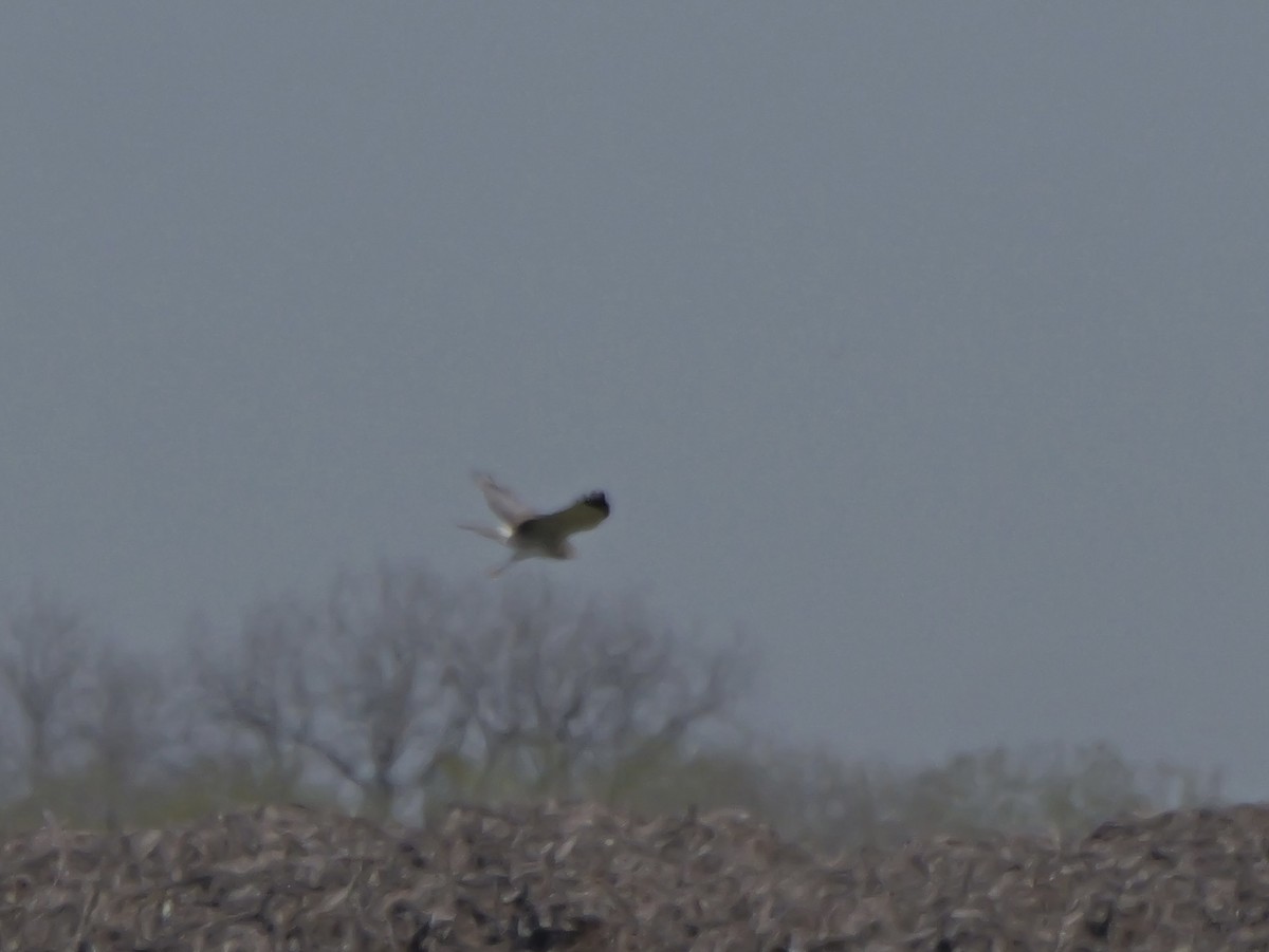 Northern Harrier - ML632270014