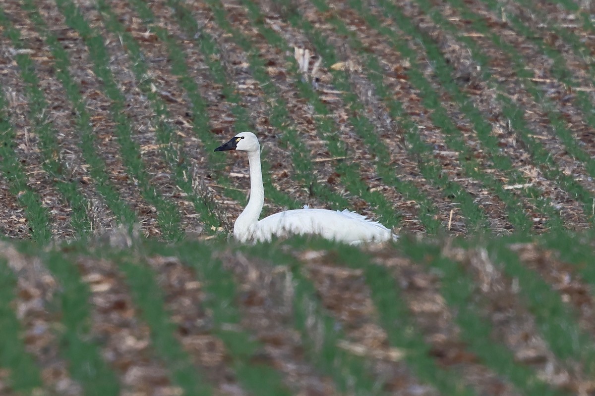 Cigno minore - ML632270022