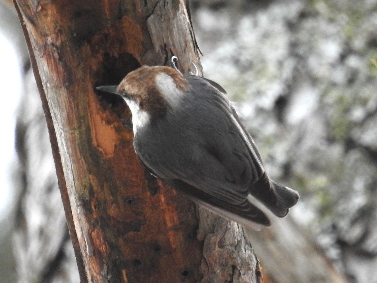 Brown-headed Nuthatch - ML632270121