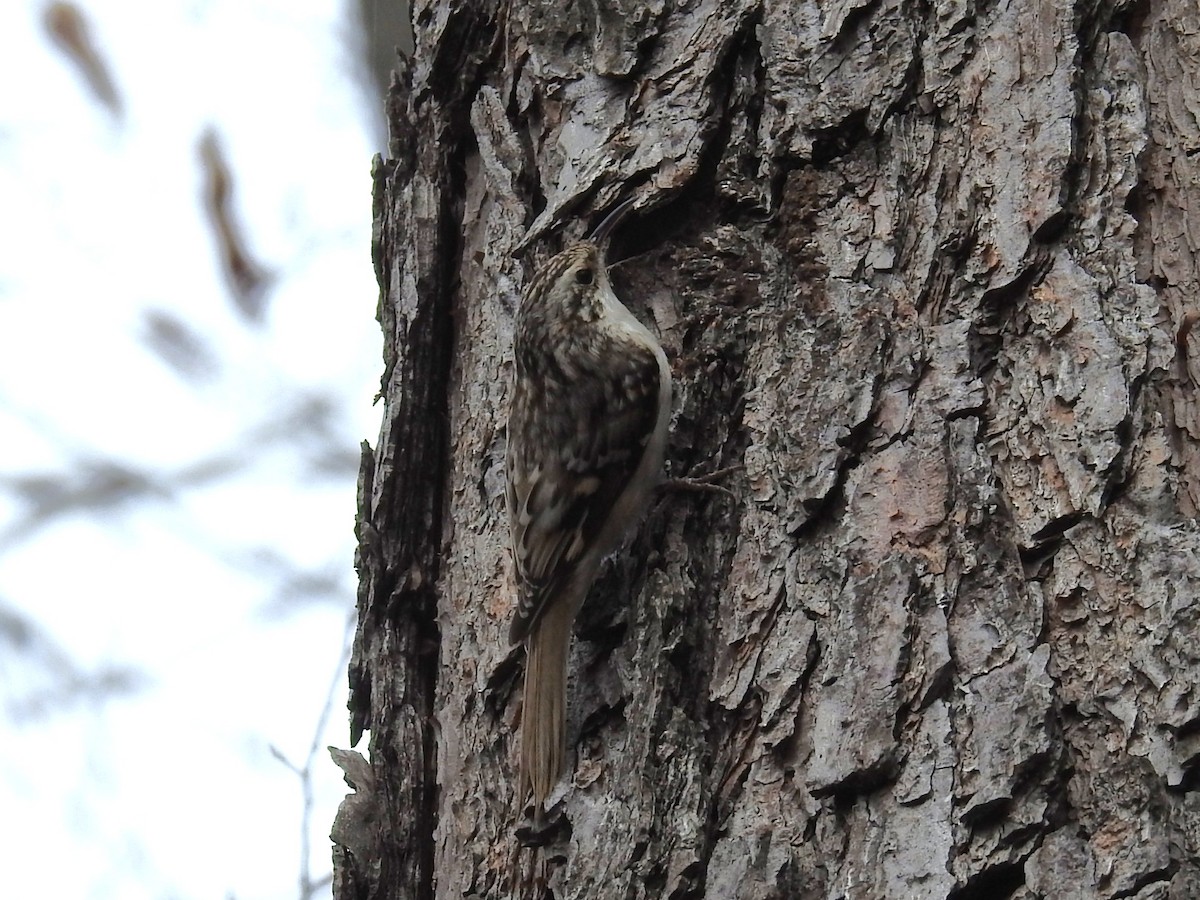 Brown Creeper - ML632270164