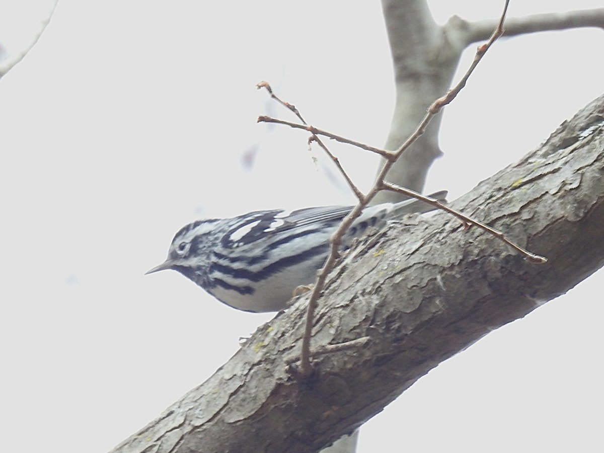 Black-and-white Warbler - ML632270193
