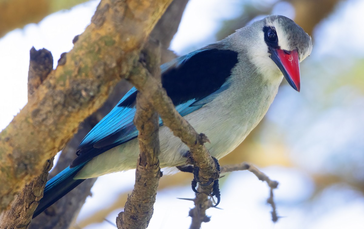 Woodland Kingfisher - ML632270266