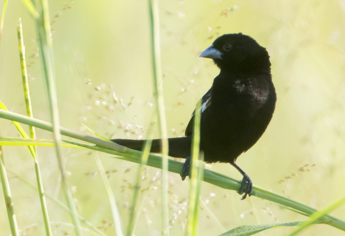 White-winged Widowbird - ML632270297
