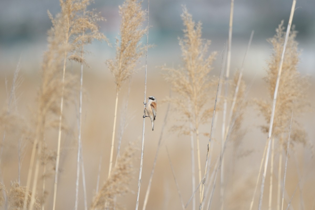 Eurasian Penduline-Tit - ML632270350
