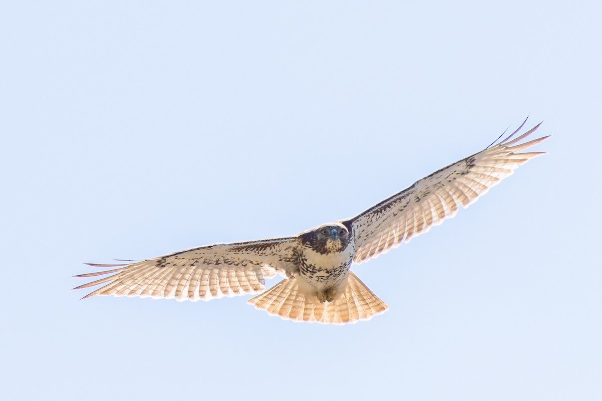 Red-tailed Hawk - ML632270361