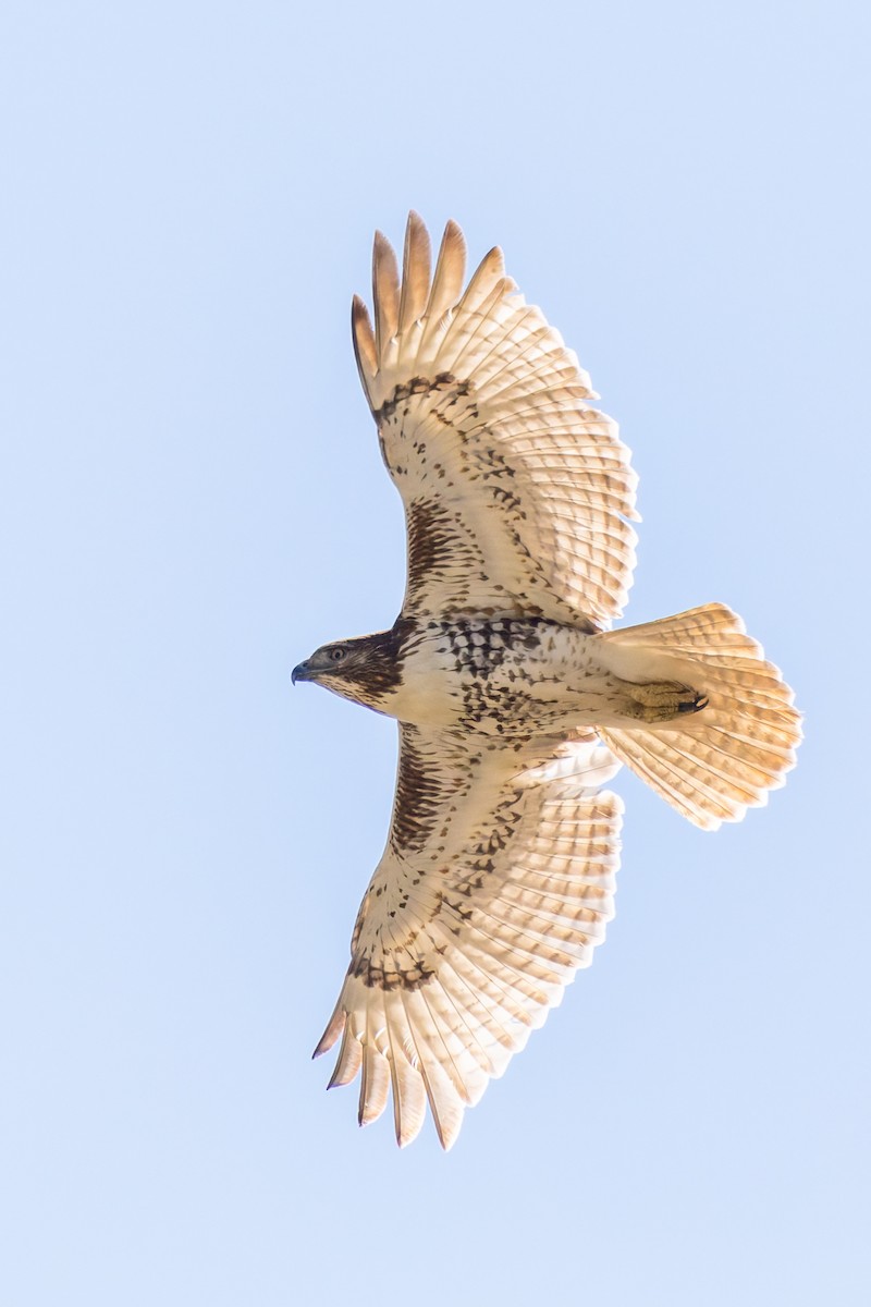 Red-tailed Hawk - ML632270362