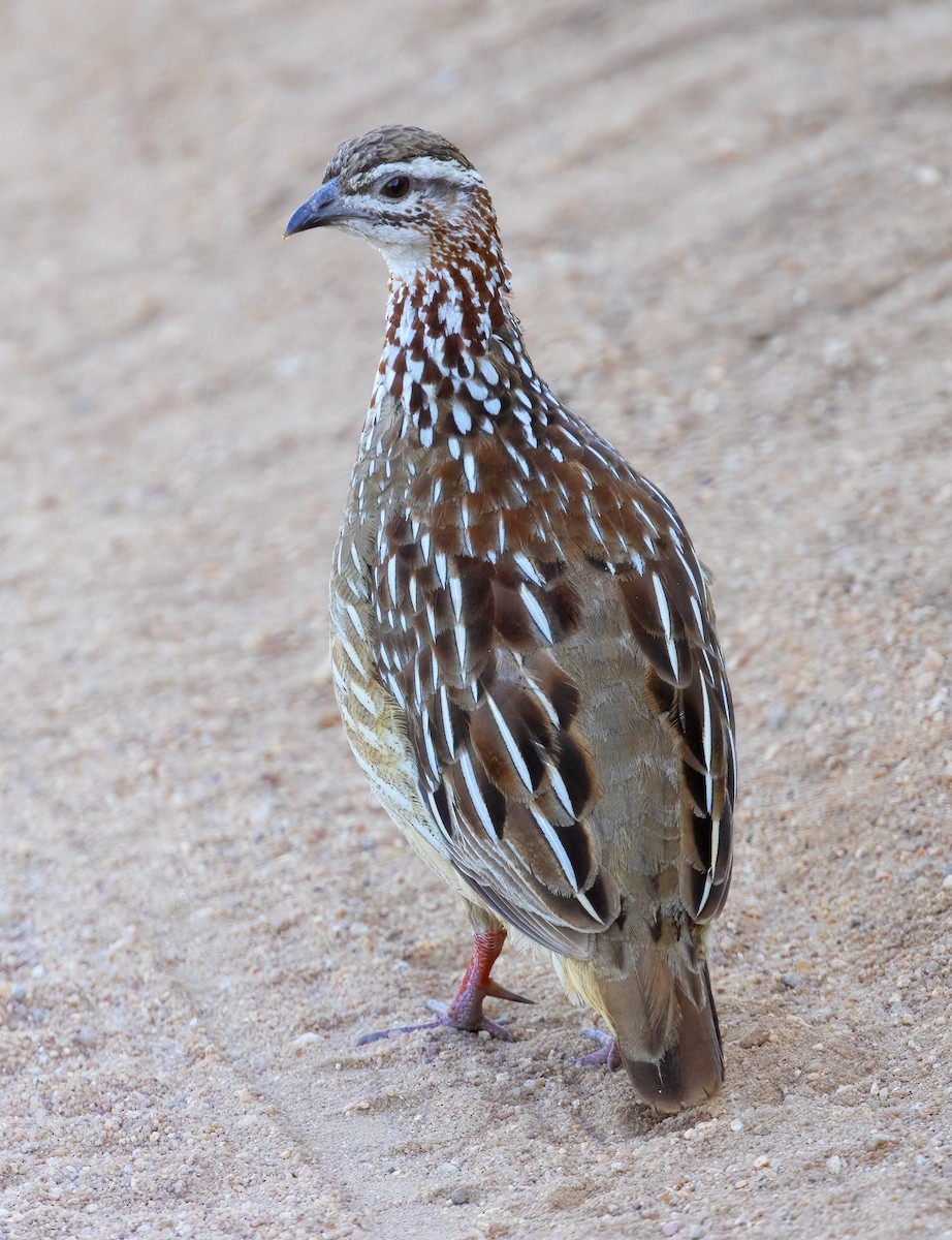 Crested Francolin - ML632270389