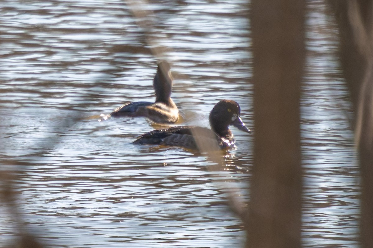 Lesser Scaup - ML632270593