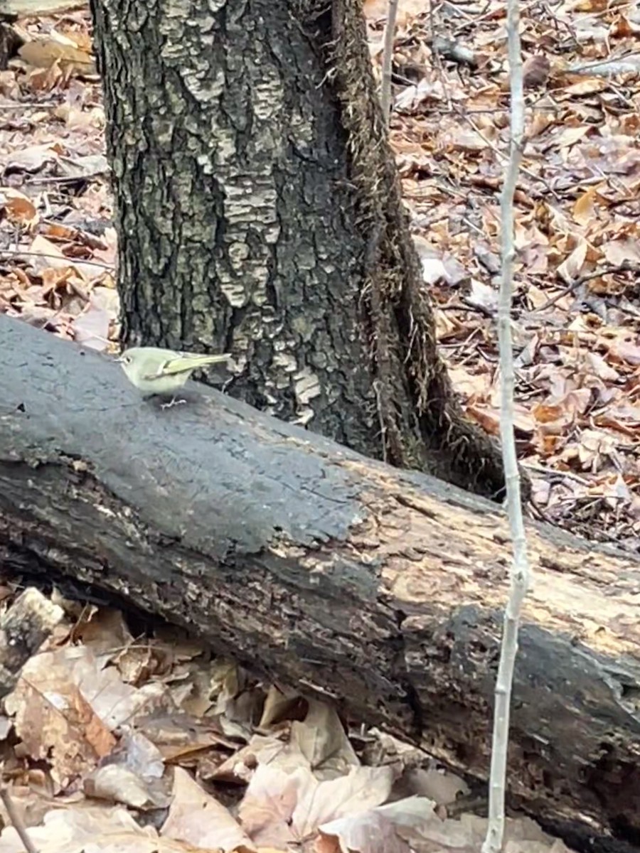 Ruby-crowned Kinglet - ML632270622