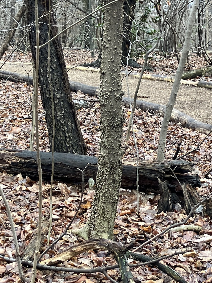 Ruby-crowned Kinglet - ML632270625