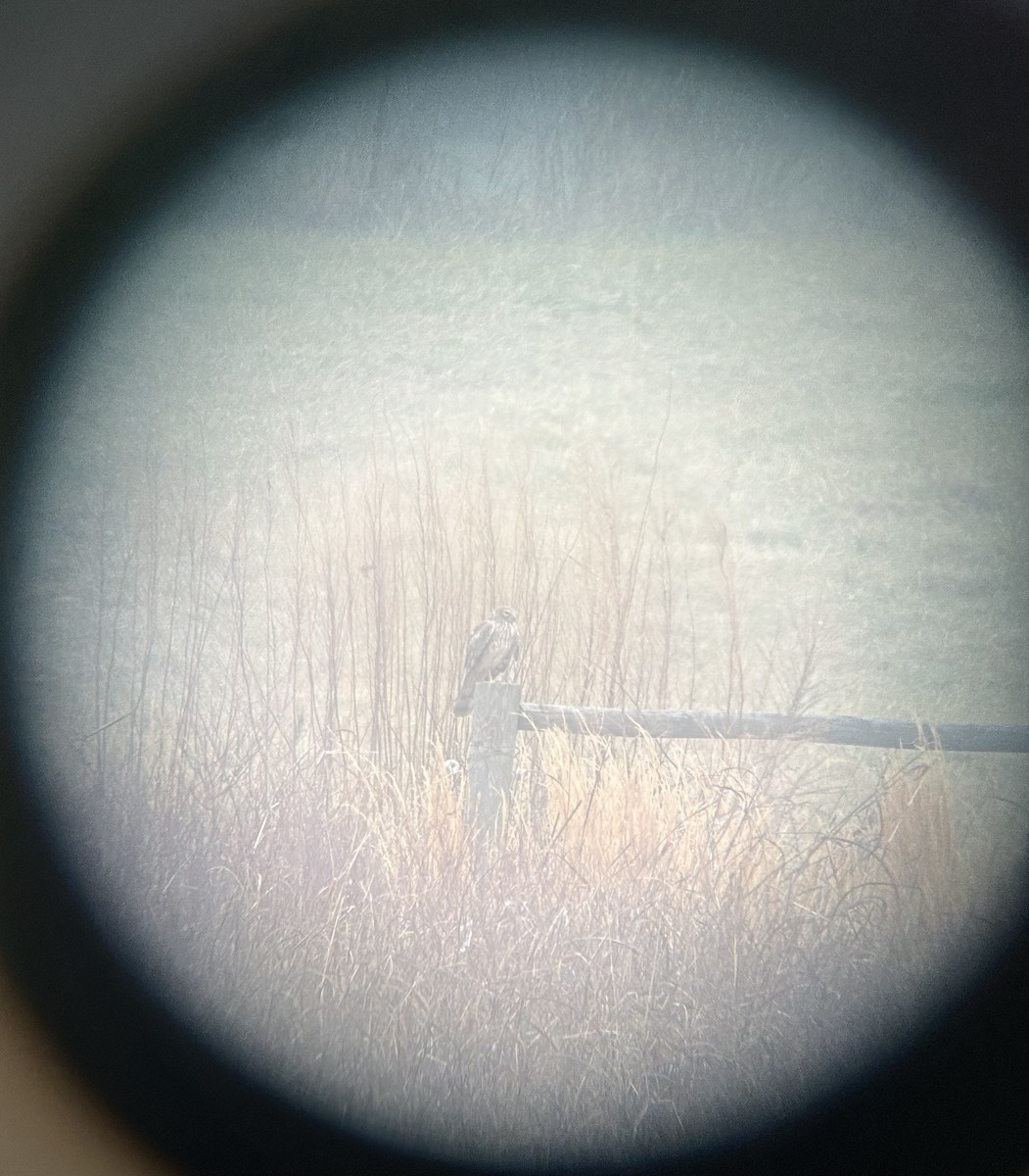 Northern Harrier - ML632270679