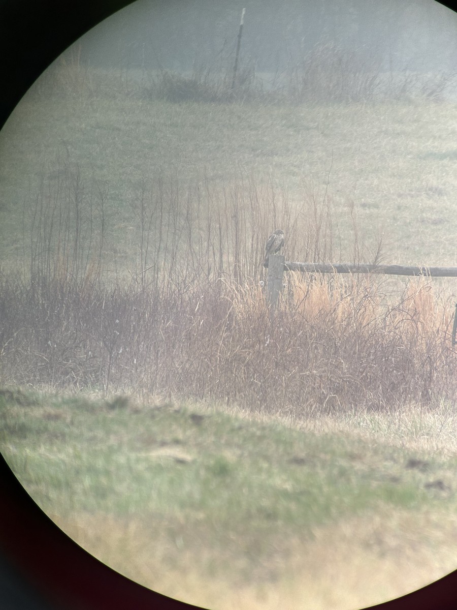 Northern Harrier - ML632270680
