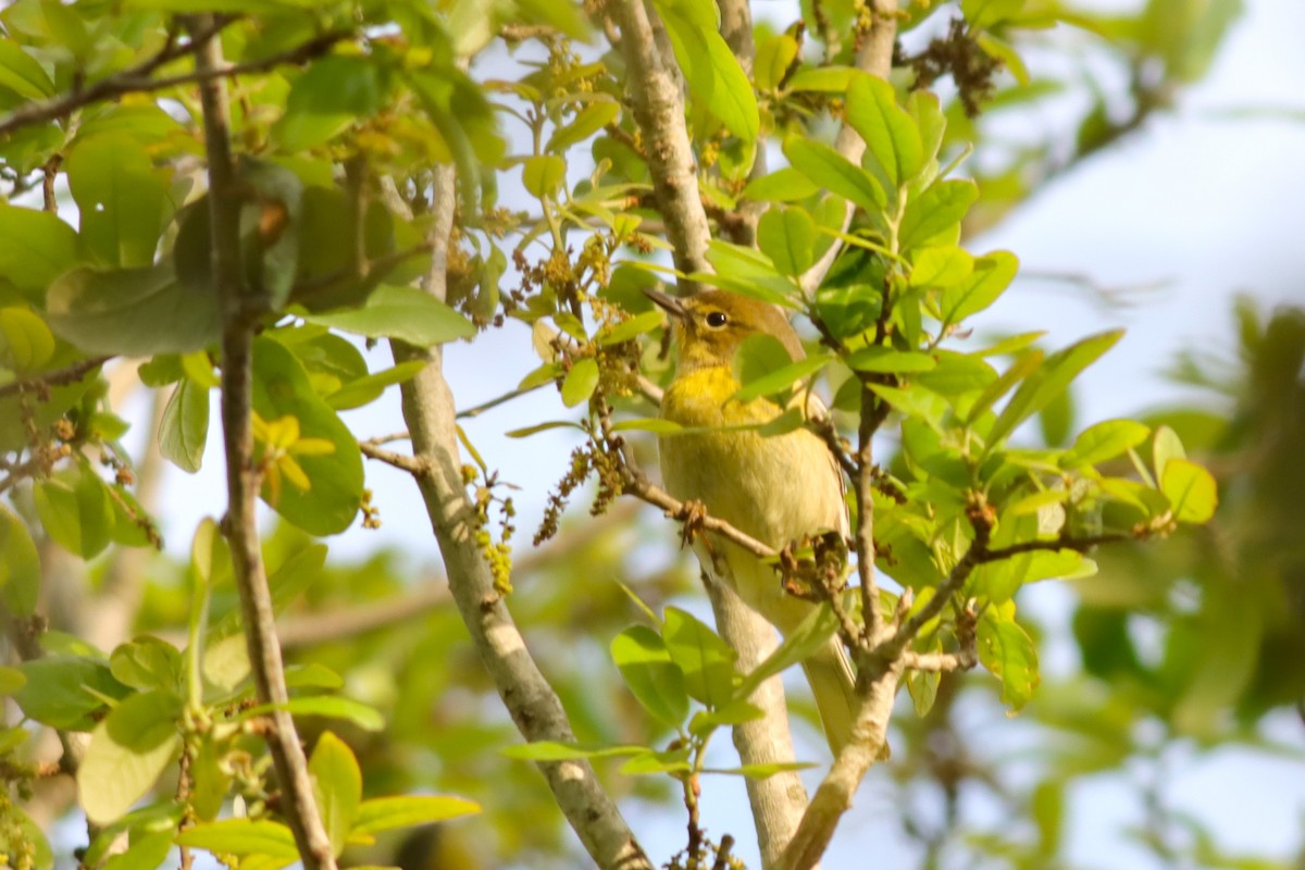 Pine Warbler - ML632270689