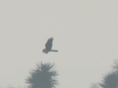 Northern Harrier - ML632270700