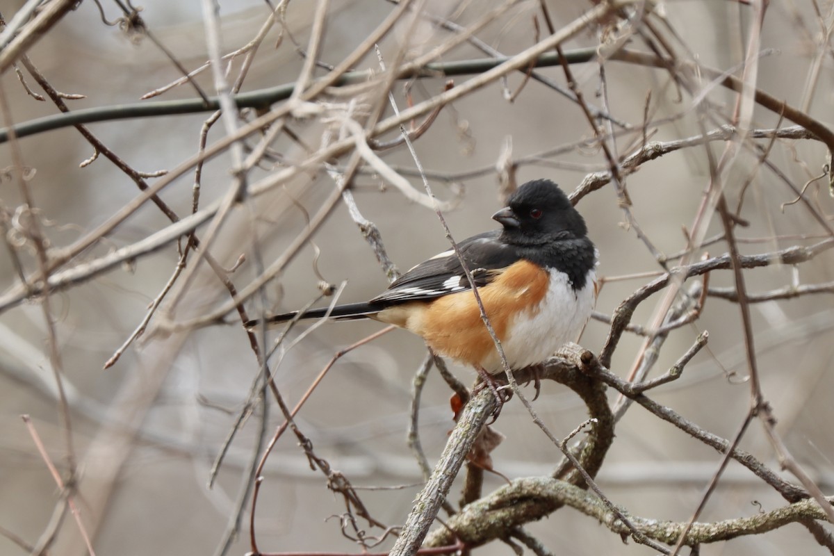 Eastern Towhee - ML632270753