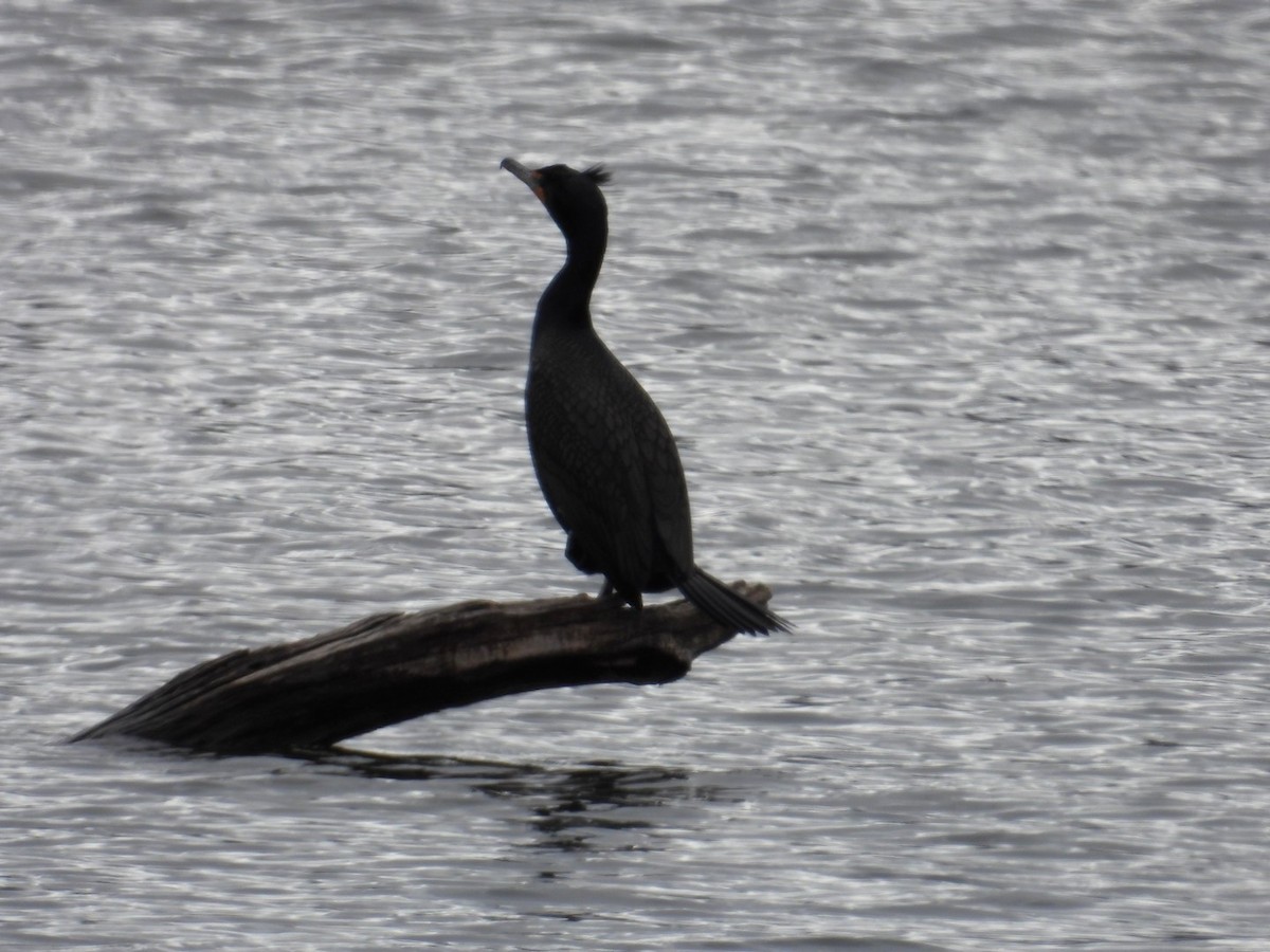Double-crested Cormorant - ML632270827