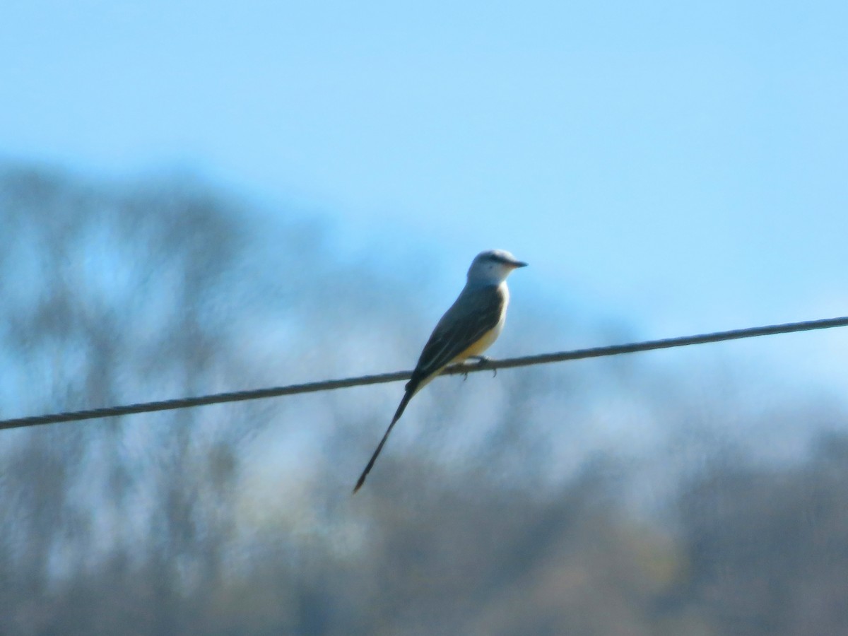 Scissor-tailed Flycatcher - ML632270846