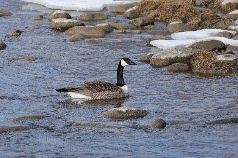 Canada Goose - ML632270913