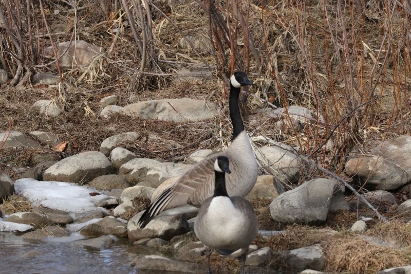 Canada Goose - ML632270914