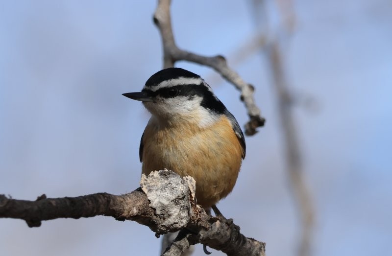 Red-breasted Nuthatch - ML632270950