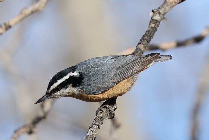 Red-breasted Nuthatch - ML632270951
