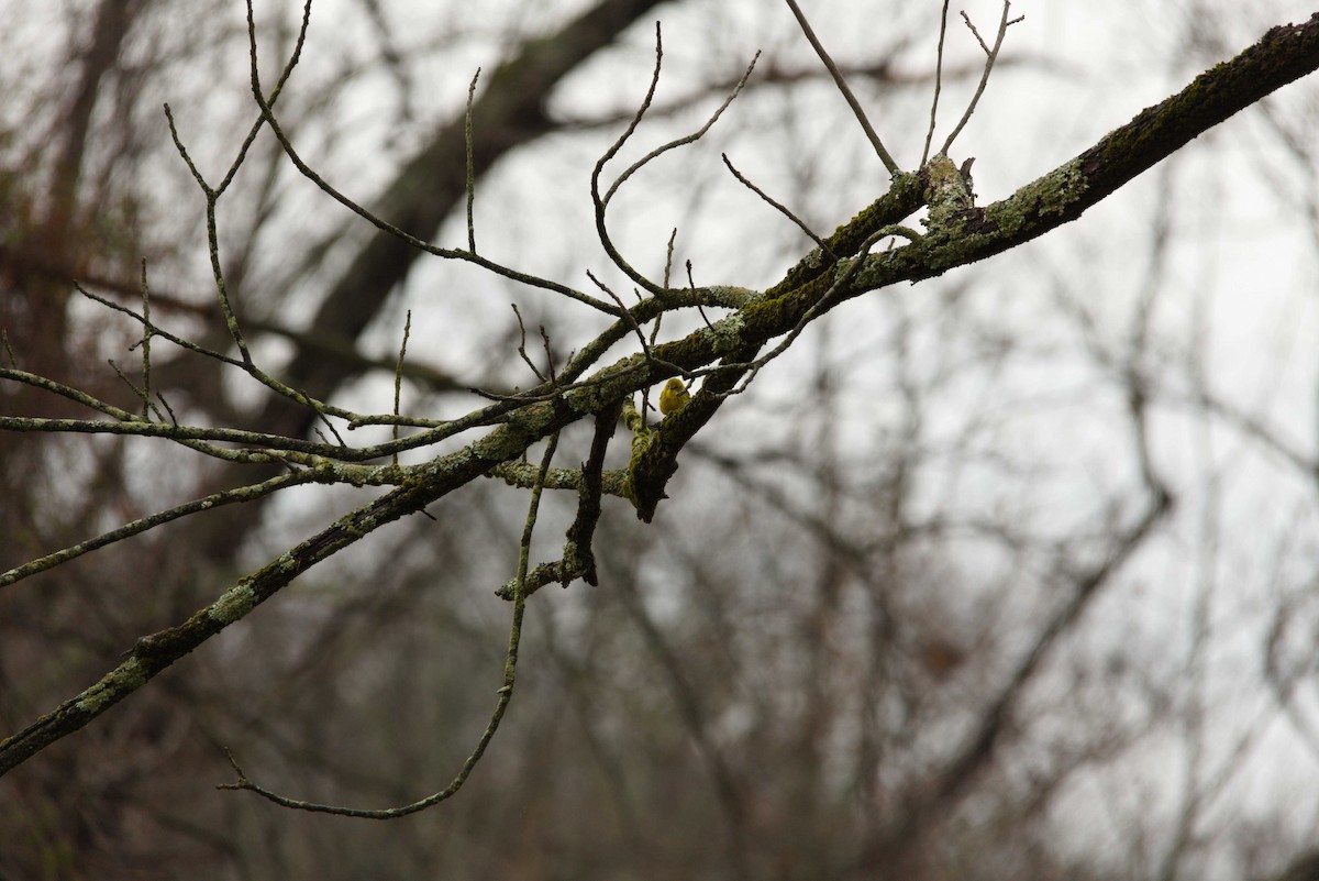 Pine Warbler - ML632271047