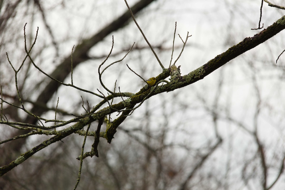Pine Warbler - ML632271048