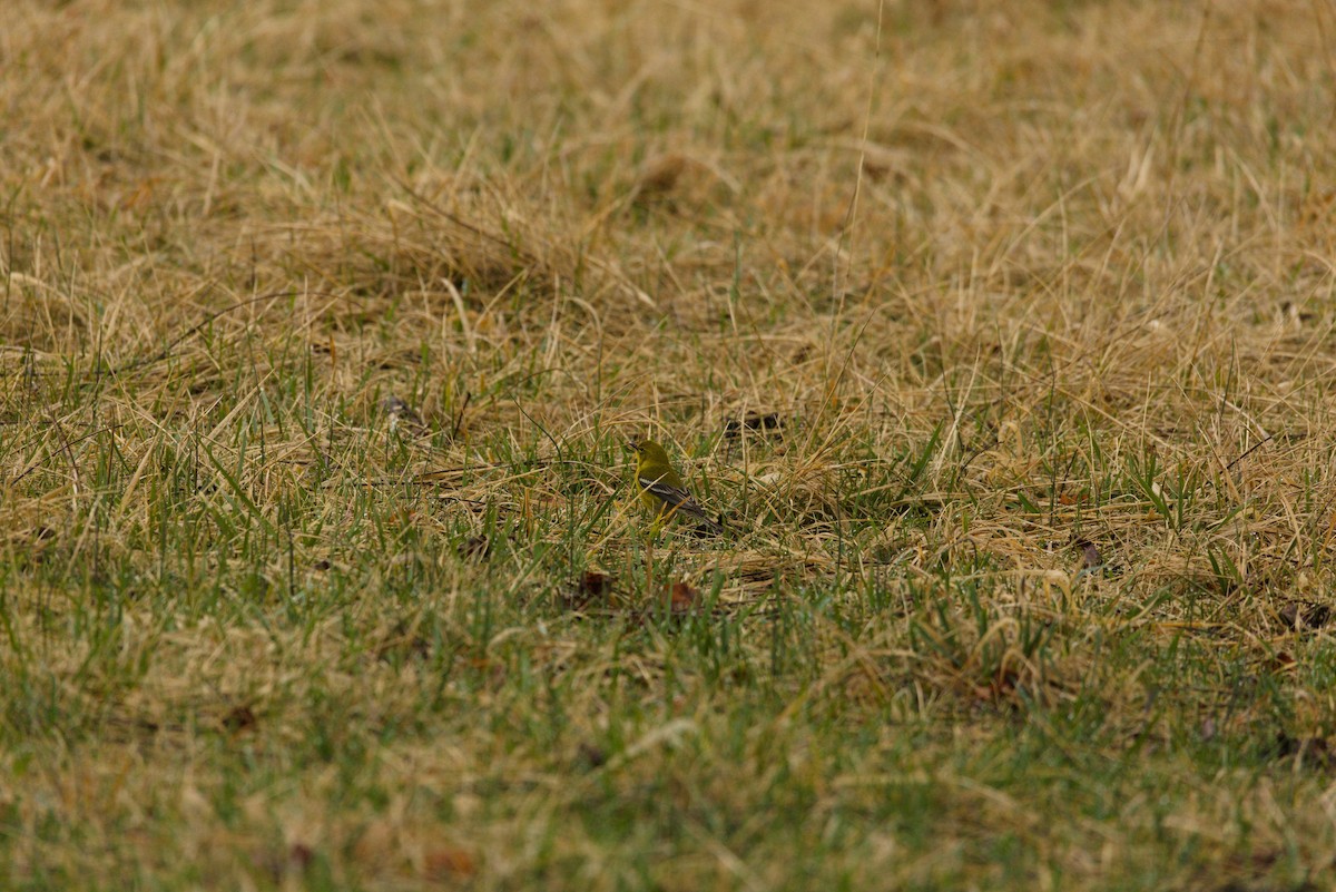 Pine Warbler - ML632271049
