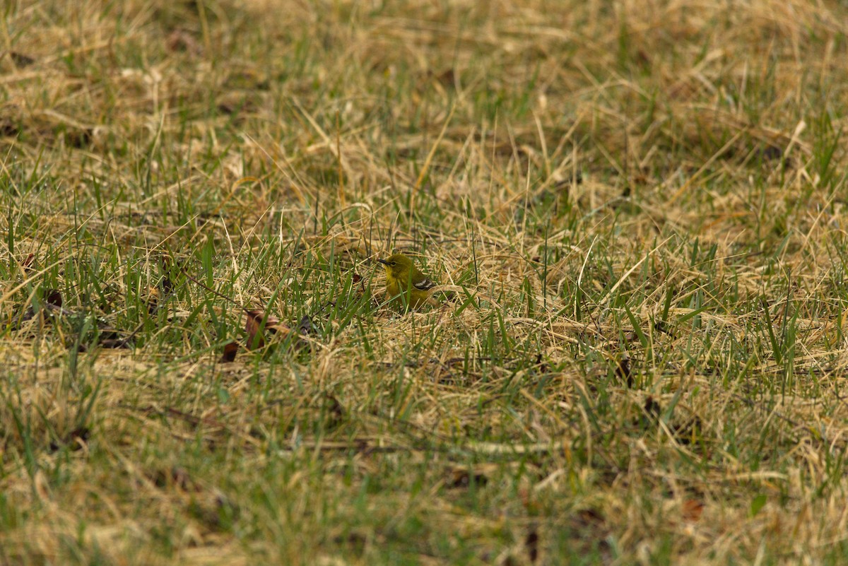 Pine Warbler - ML632271050