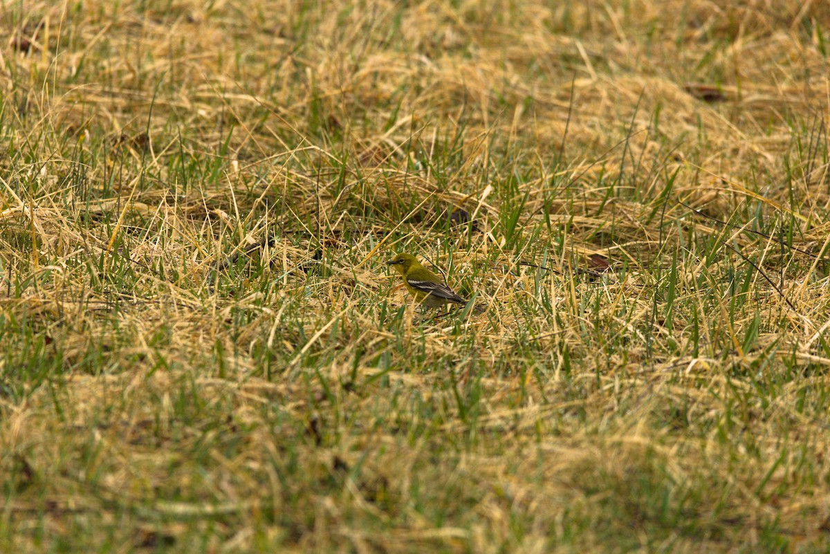 Pine Warbler - ML632271054