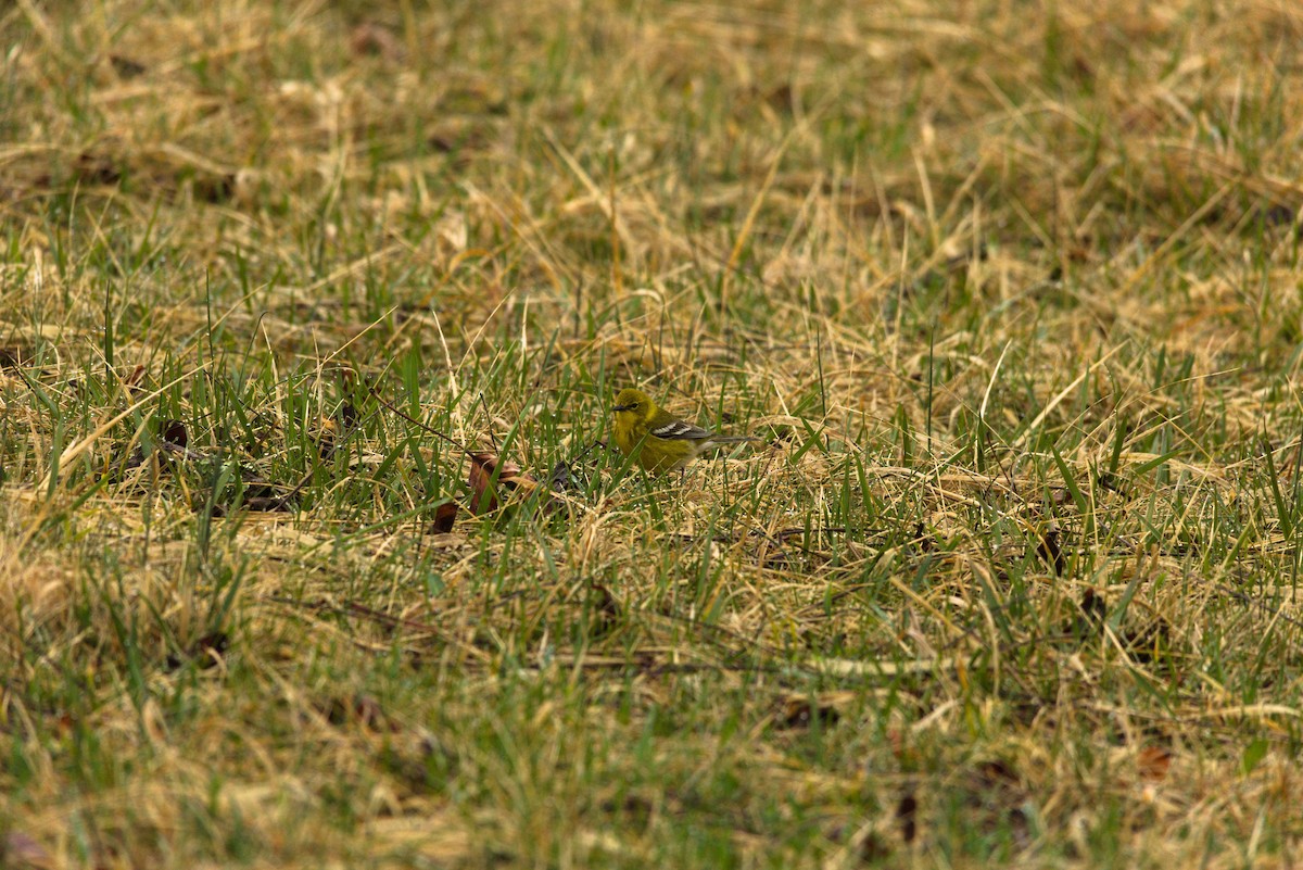 Pine Warbler - ML632271055