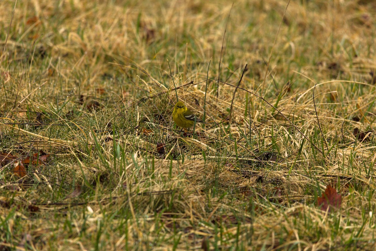 Pine Warbler - ML632271058