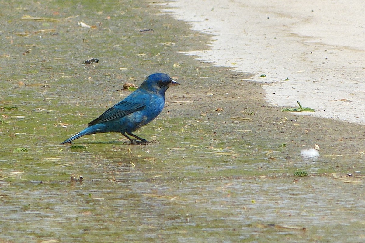 Indigo Bunting - ML632271072