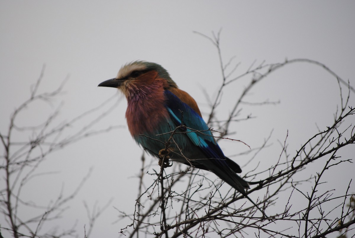 Lilac-breasted Roller - ML632271215