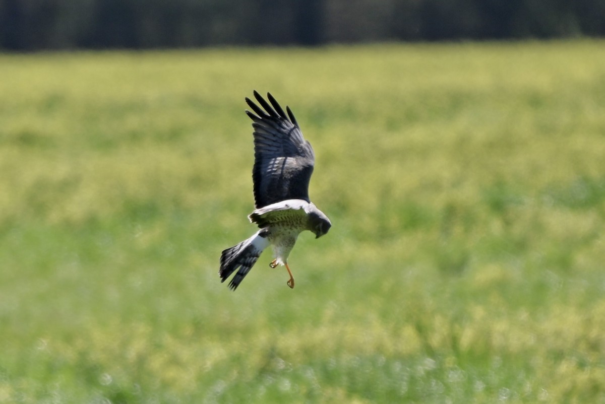 Northern Harrier - ML632271237