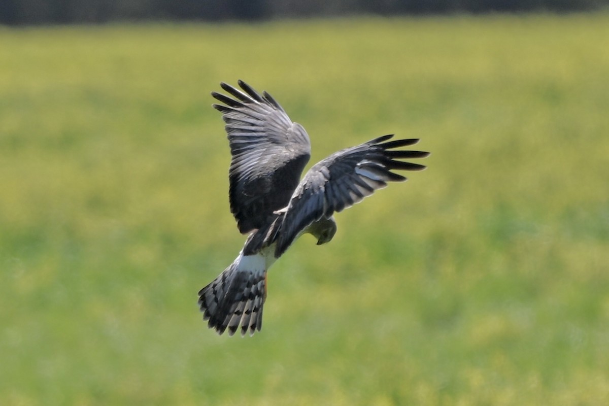 Northern Harrier - ML632271238