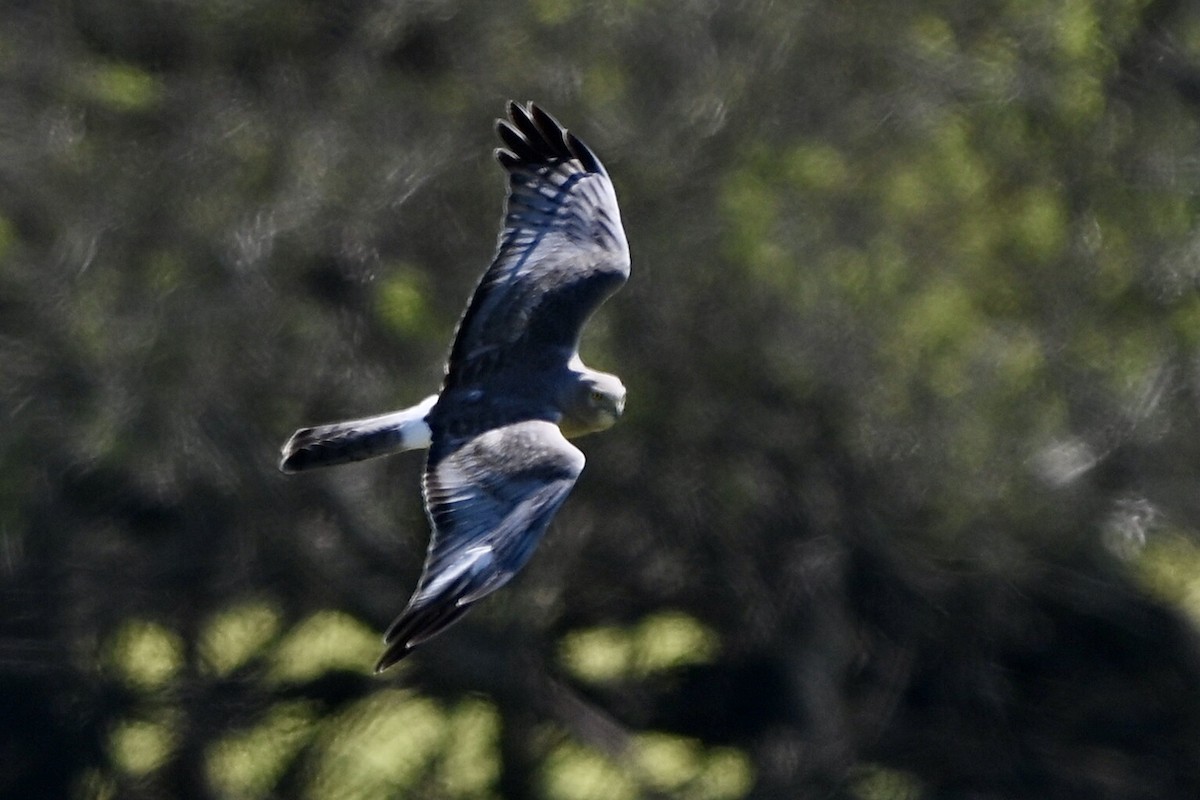 Northern Harrier - ML632271239