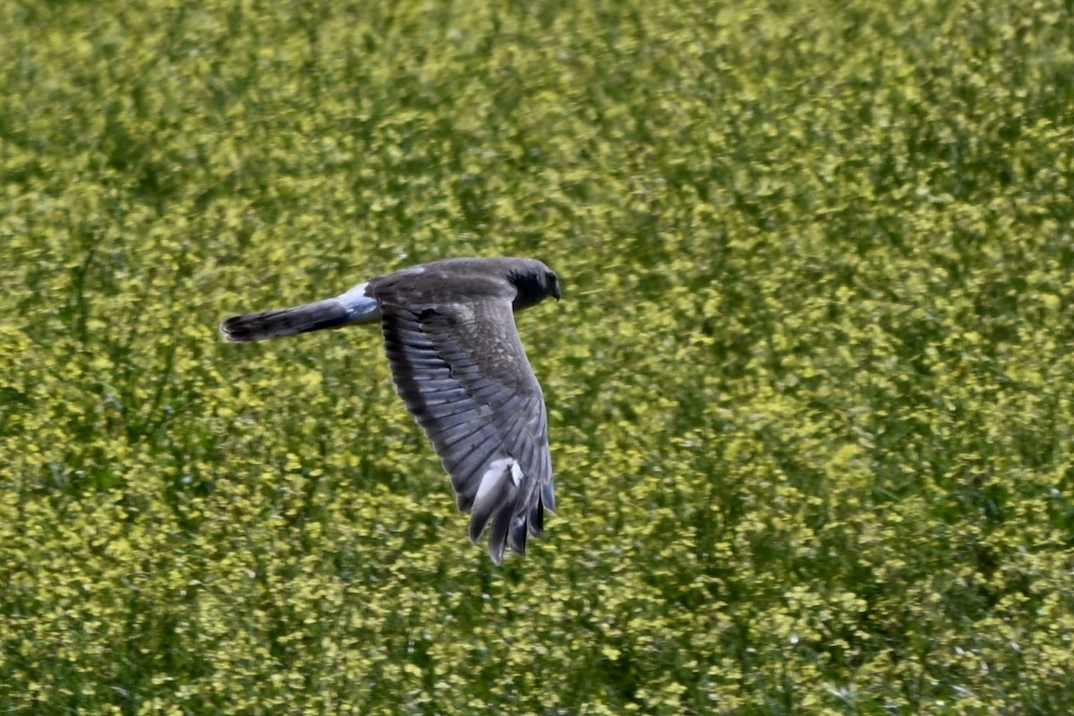 Northern Harrier - ML632271240