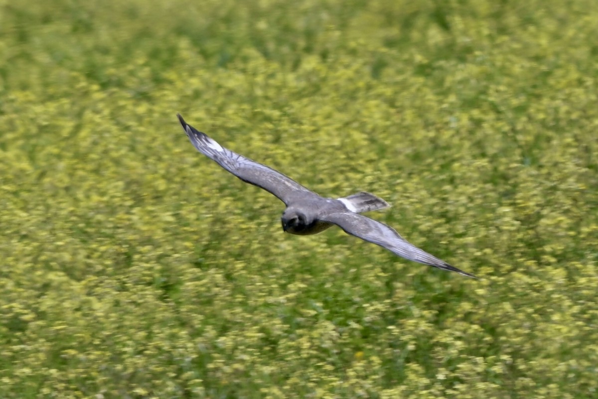 Northern Harrier - ML632271242