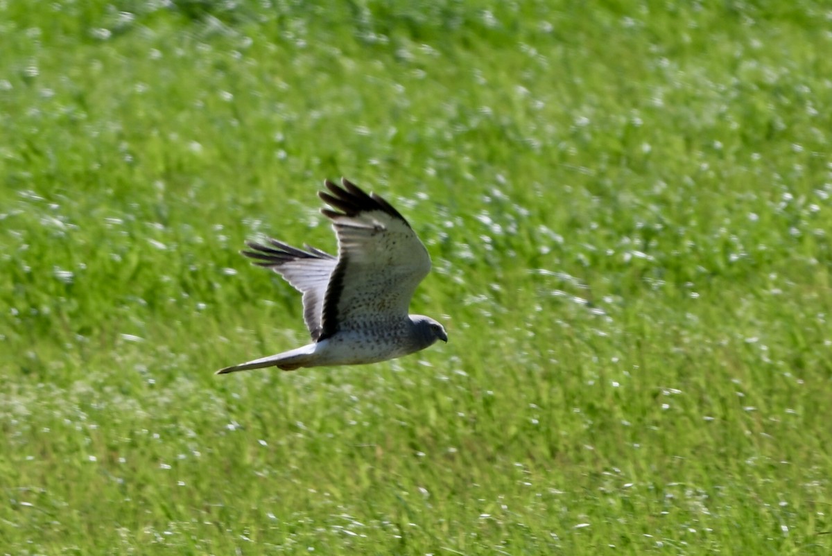 Northern Harrier - ML632271243