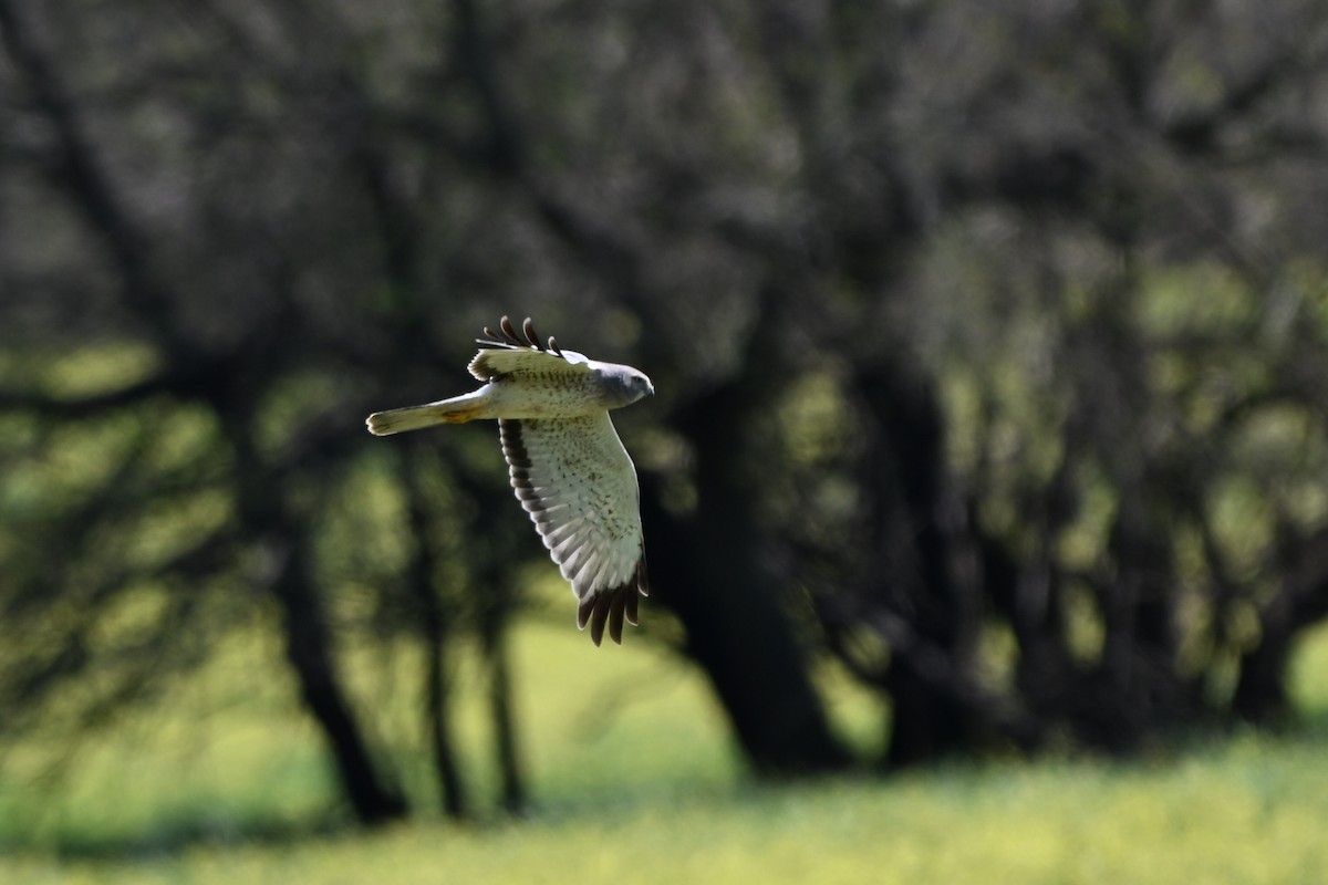Northern Harrier - ML632271244