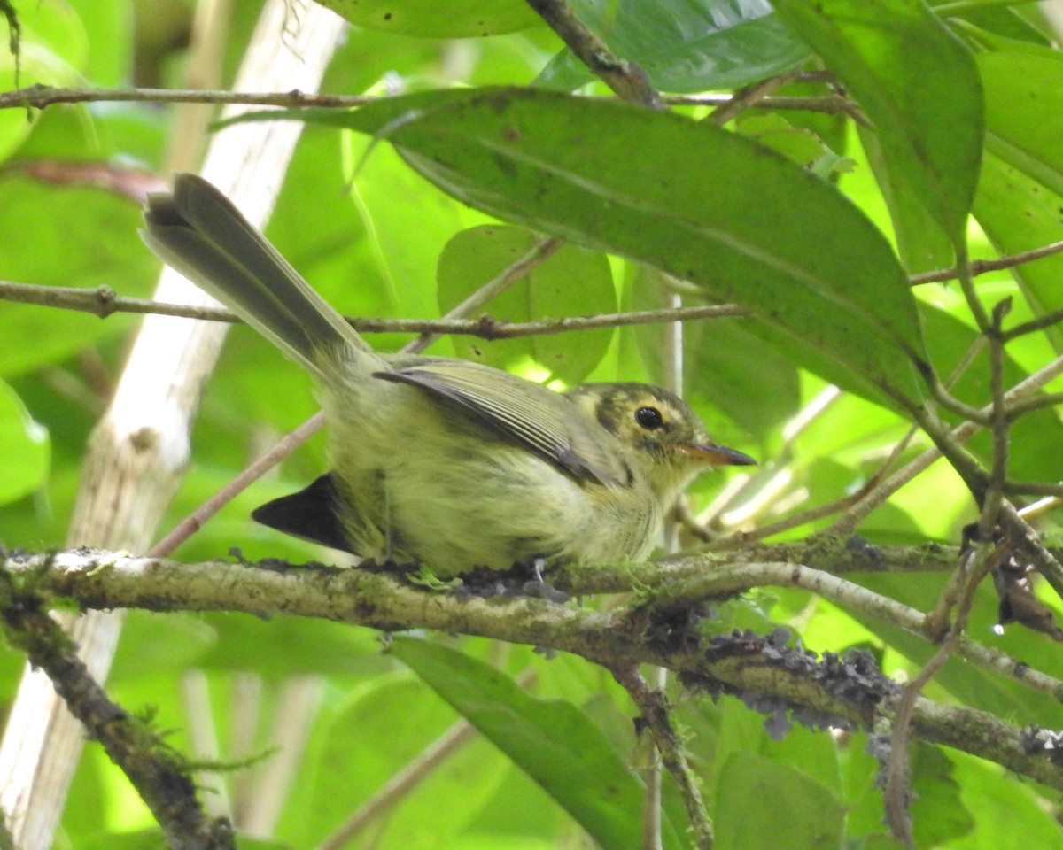 Oustalet's Tyrannulet - ML632271261