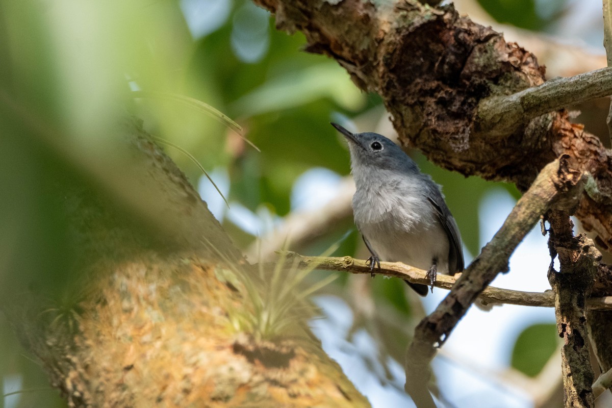 Blue-gray Gnatcatcher - ML632271262