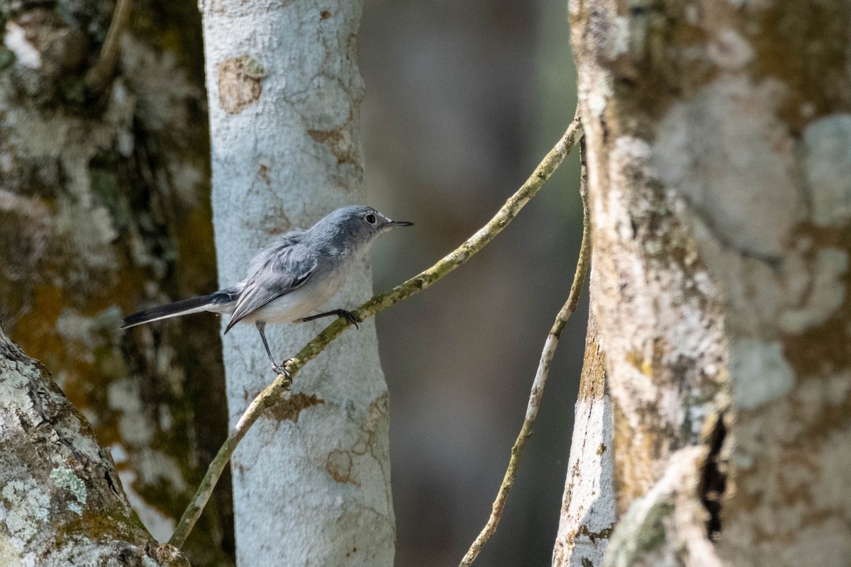 Blue-gray Gnatcatcher - ML632271273