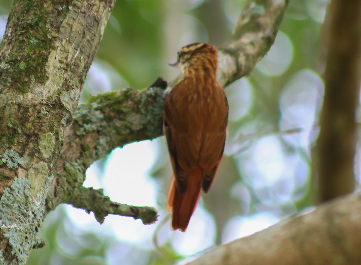 Streaked Xenops - ML632271332