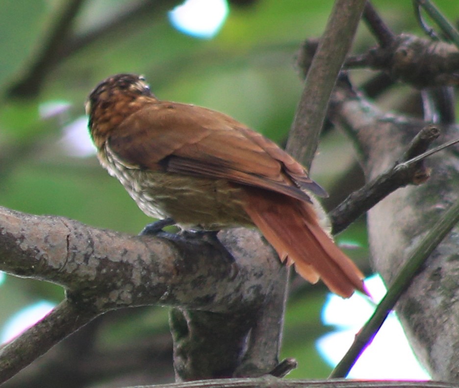 Streaked Xenops - ML632271333